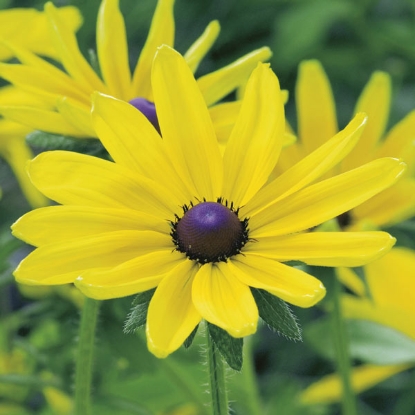 Picture of Rudbeckia  Irish Eyes