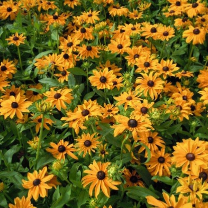 Picture of Rudbeckia  Marmalade