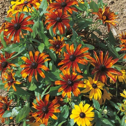 Picture of Rudbeckia  Rustic Dwarfs