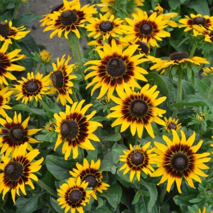 Picture of Rudbeckia  hirta Kelvedon Star