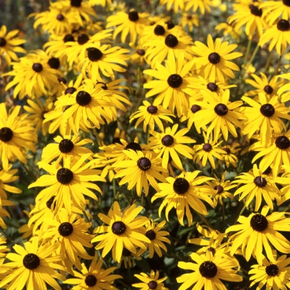 Picture of Rudbeckia  Fulgida Goldsturm