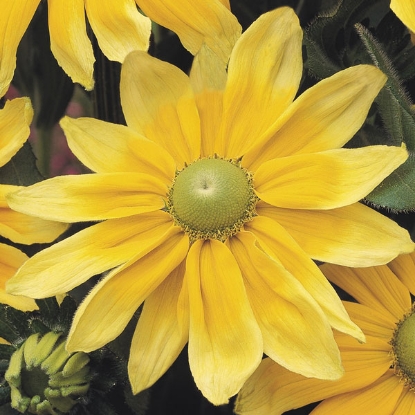 Picture of Rudbeckia  Praire Sun