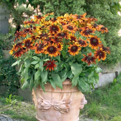 Picture of Rudbeckia  Autumn Colours