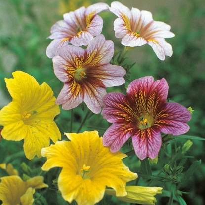 Picture of Salpiglossis  Bolero F2