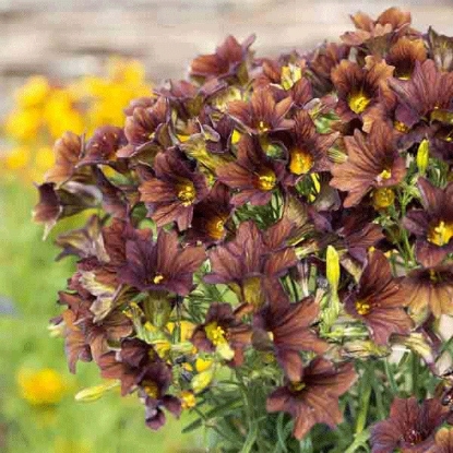 Picture of Salpiglossis  Café au Lait