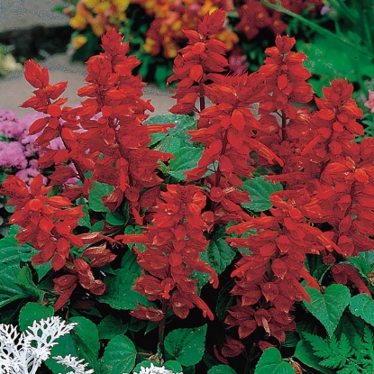 Picture of Salvia  Blaze of Fire