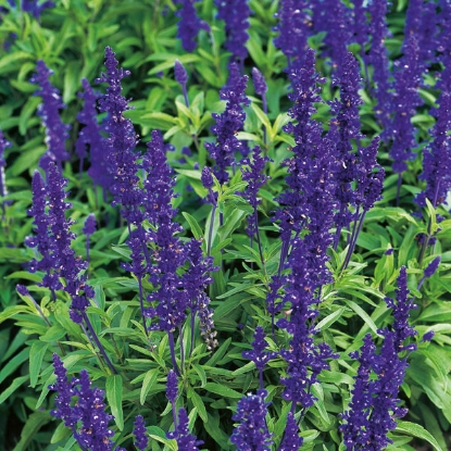 Picture of Salvia Farinacea Victoria