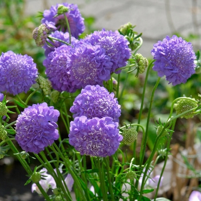 Picture of Scabiosa  Atropurpurea Oxford Blue