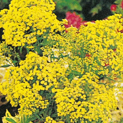 Picture of Solidago  Yellow Springs (Golden Rod)