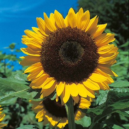 Picture of Sunflower  Giant Single  PPP A.Helianthus annuus B.GB40557 C.Lot see pkt D.GB