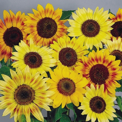 Picture of Sunflower Music Box PPPA.Helianthus annuus B.GB40557C.Lot see pktD.GB