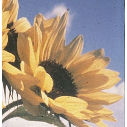 Picture of Sunflower  Moonwalker PPP A.Helianthus annuus B.GB40557 C.Lot see pkt D.GB