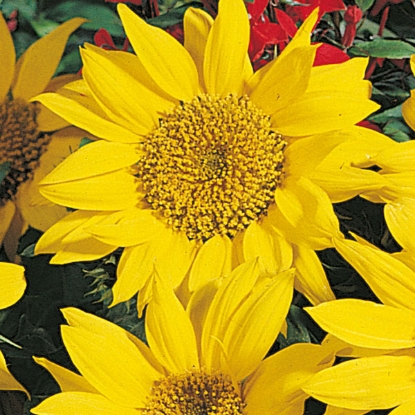 Picture of Sunflower Pacino PPP A.Helianthus annuus B.GB40557 C.Lot see pkt D.GB