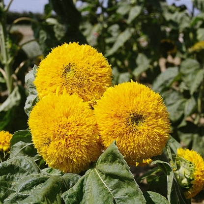 Picture of Sunflower  Teddy Bears PPP A.Helianthus annuus B.GB40557 C.Lot see pkt D.GB