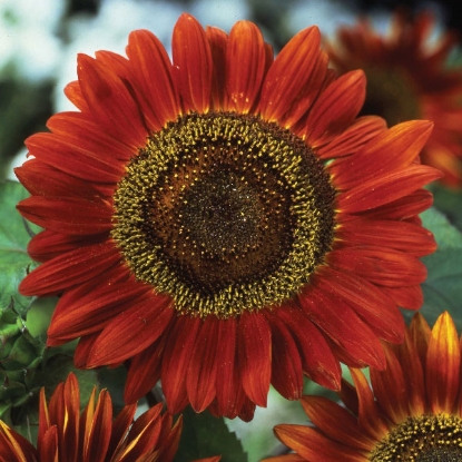 Picture of Sunflower Red SunPPP A.Helianthus annuus B.GB40557C.Lot see pkt D.GB