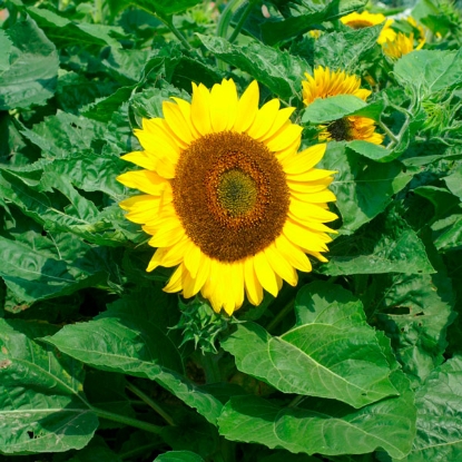 Picture of Sunflower  Bambino PPP A.Helianthus annuus B.GB40557 C.Lot see pkt D.GB