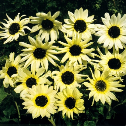 Picture of Sunflower  Vanilla Ice PPP A.Helianthus annuus B.GB40557 C.Lot see pkt D.GB