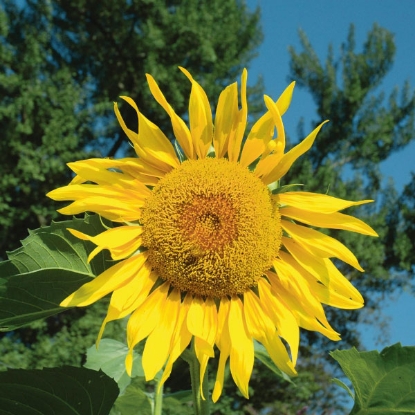 Picture of Sunflower  Pikes Peak PPP A.Helianthus annuus B.GB40557 C.Lot see pkt D.GB