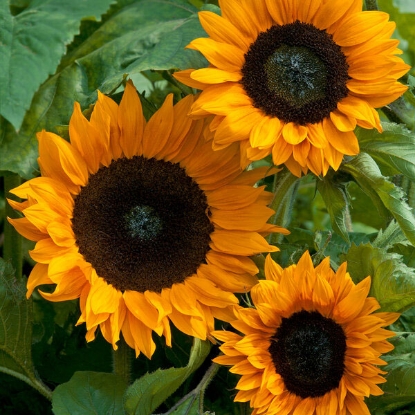 Picture of Sunflower annuus Copper Queen F1 PPP A.Helianthus annuus B.GB40557 C.Lot pk D.GB