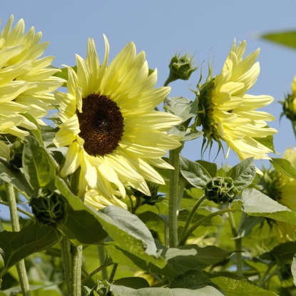 Picture of Sunflower  Buttercream F1 PPP A.Helianthus annuus B.GB40557 C.Lot see pkt D.GB