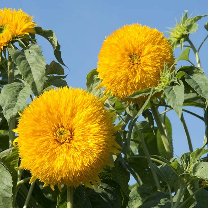 Picture of Sunflower  Double Sun King PPP A.Helianthus annuus B.GB40557 C.Lot see pkt D.GB