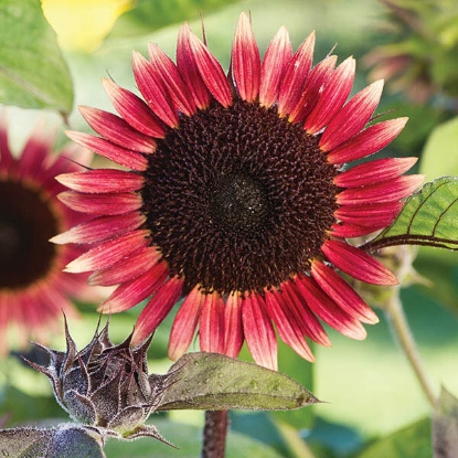 Picture of Sunflower Ms Mars PPP A.Helianthus annuus B.GB40557 C.Lot see pkt D.GB