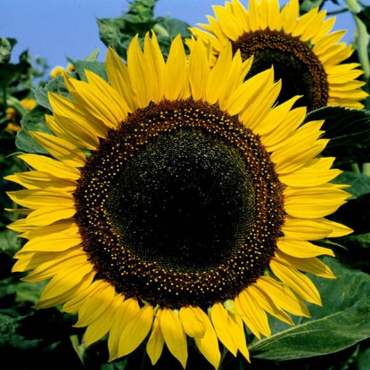 Picture of Sunflower  Taiyo PPP A.Helianthus annuus B.GB40557 C.Lot see pkt D.GB