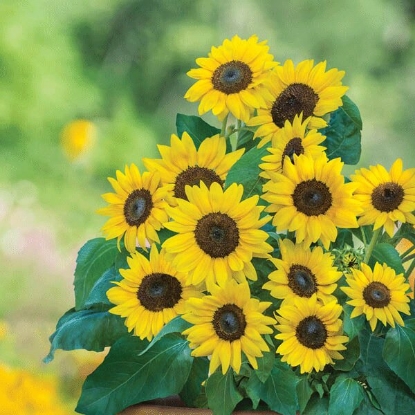 Picture of Sunflower Dwarf Sunray Yellow F1 PPP A.Helianthus annuus B.GB40557 C.Lot pk D.GB