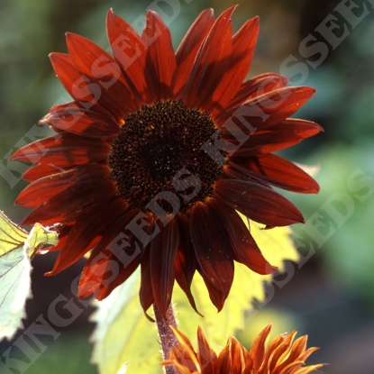 Picture of Sunflower Claret F1 PPP A.Helianthus annuus B.GB40557 C.Lot pk D.GB