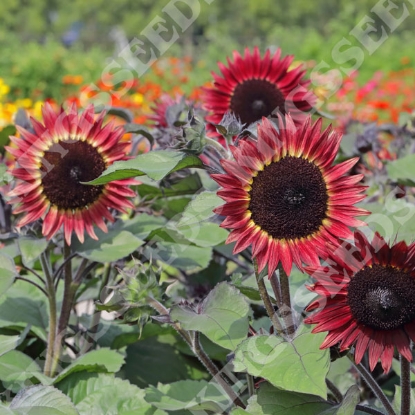 Picture of Sunflower Helianthus Desire Red F1 PPP A.Helianthus annuus B.GB40557 C.Lot pk GB