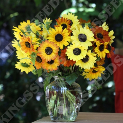 Picture of Helianthus debilis Soluna Mix PPP A.Helianthus annuus B.GB40557 C.Lot pk D.GB