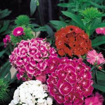 Picture of Sweet William  Prettiness