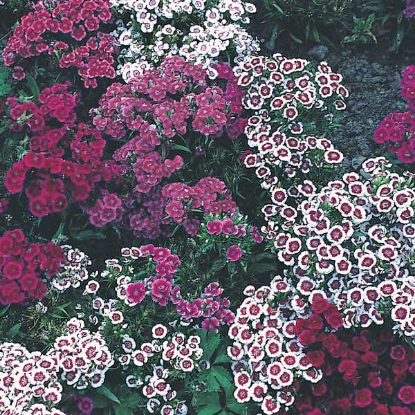 Picture of Sweet William  Indian Carpet treat as HHA