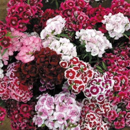 Picture of Sweet William  Auricula Eyed Mixed