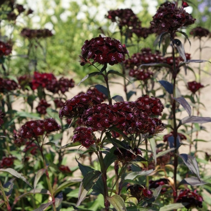 Picture of Sweet William  Nigricans