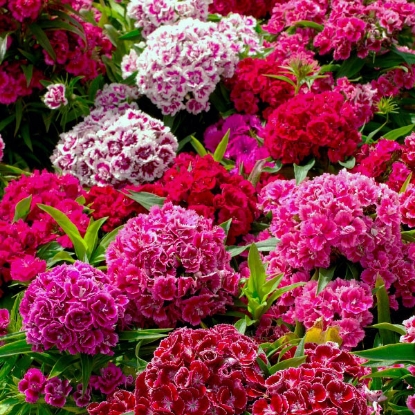 Picture of Sweet William  Crown Double Mixed