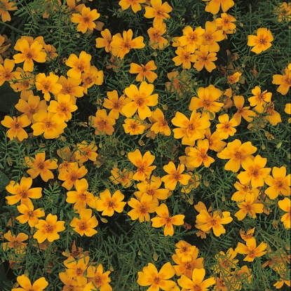 Picture of Tagetes  Golden Gem