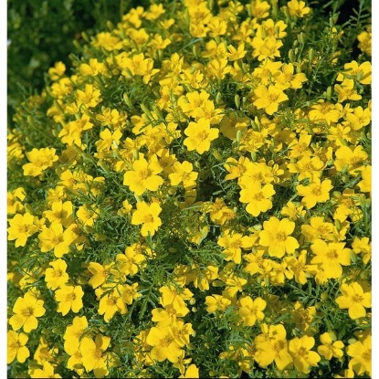 Picture of Tagetes  Lemon Gem