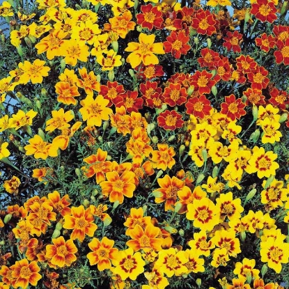 Picture of Tagetes  Starfire