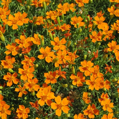 Picture of Tagetes  Tangerine Gem