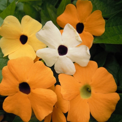 Picture of Thunbergia  Alata