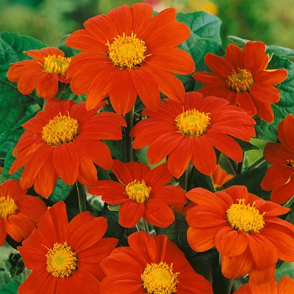 Picture of Tithonia  Torch