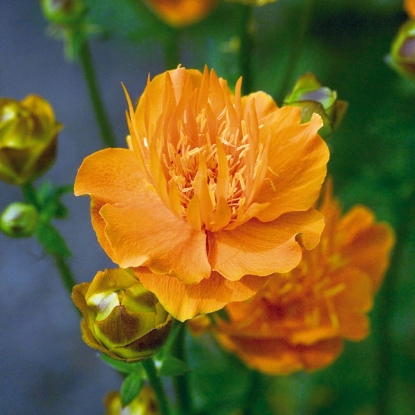 Picture of Trollius  Golden Queen