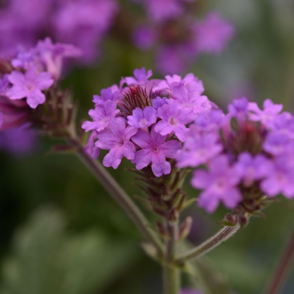 Picture of Verbena rigida Santos