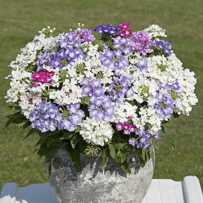 Picture of Verbena  Scentsation