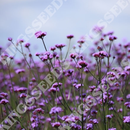 Picture of Verbena  Bonariensis Vanity