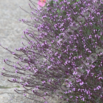 Picture of Verbena officinalis Bampton