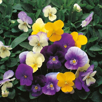 Picture of Viola  Symphonia