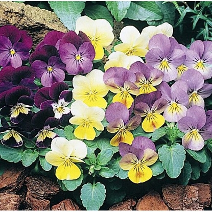 Picture of Viola  Sorbet Mixed F1