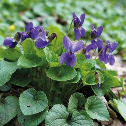 Picture of Viola Odorata  Sweet Violet